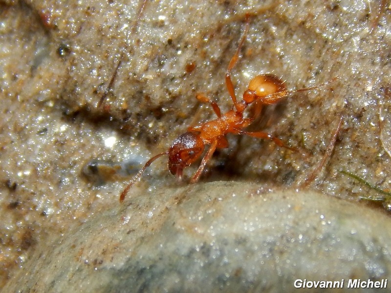 Formica rossa da ID: Myrmica sp.